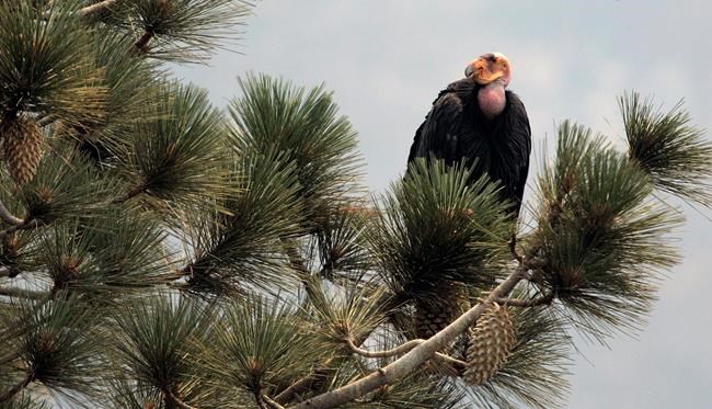 Fate of California condors unknown after sanctuary burns | iNFOnews.ca CP1659408407
