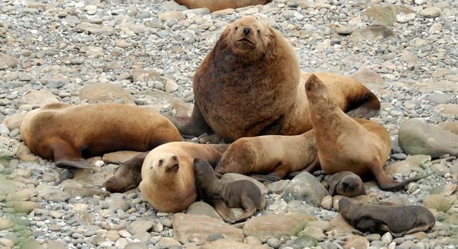 Alaska fishermen sentenced for killing endangered sea lions | iNFOnews.ca