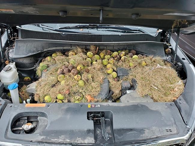 Squirrels hide more than 200 walnuts under SUV's hood | iNFOnews.ca CP2110760585