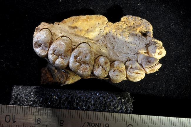 Fossil shows modern humans left Africa earlier than thought | iNFOnews.ca