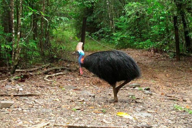 Large, flightless bird attacks and kills its fallen owner | iNFOnews.ca