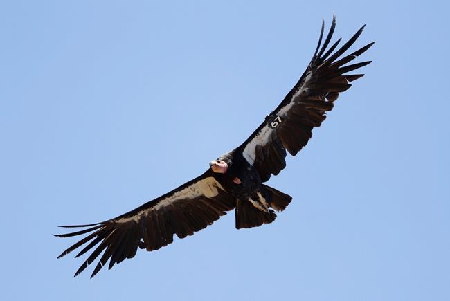 Reward offered in shooting of endangered California condor | iNFOnews.ca Reward offered in shooting of endangered California condor | iNFOnews.ca