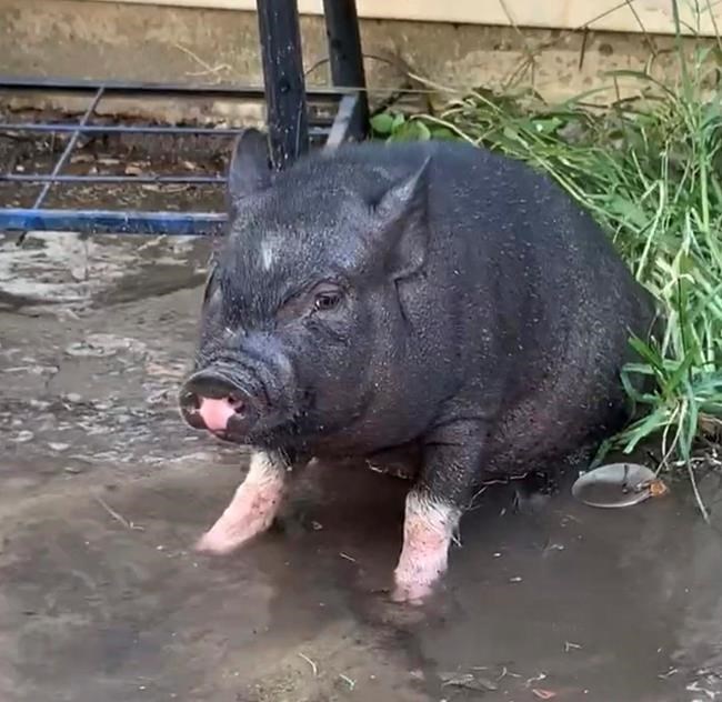 Pig-headed pig's escapades cause owner to face citations | iNFOnews.ca