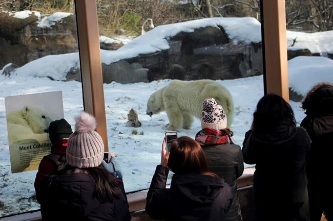 Oldest polar bear in US celebrates 37th birthday | iNFOnews.ca CP387097496