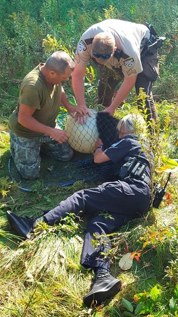Authorities pull globe, not honey pot, from bear cub's head | iNFOnews.ca Authorities pull globe, not honey pot, from bear cub's head | iNFOnews.ca
