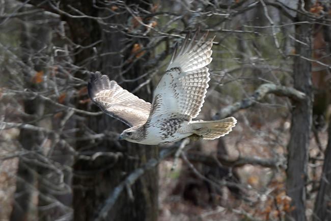 Live Free and Fly: New Hampshire House approves state raptor | iNFOnews.ca Live Free and Fly: New Hampshire House approves state raptor | iNFOnews.ca