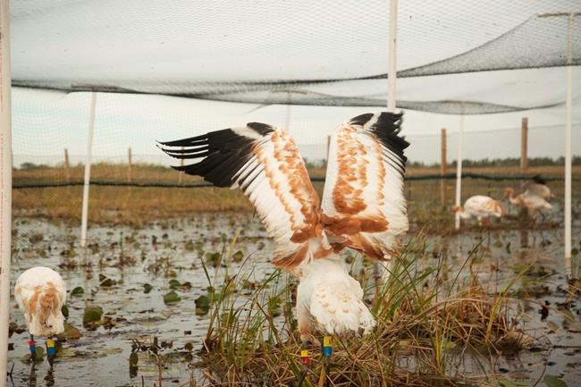 11 more endangered whooping cranes in southwest Louisiana | iNFOnews.ca