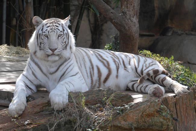 King Zulu, beloved white Bengal tiger at Audubon Zoo, dies | iNFOnews.ca King Zulu, beloved white Bengal tiger at Audubon Zoo, dies | iNFOnews.ca