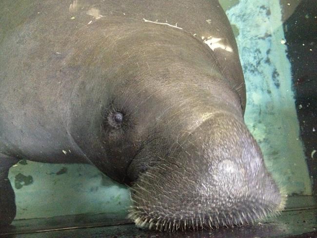 Review: Death of 69-year-old manatee Snooty was preventable | iNFOnews.ca