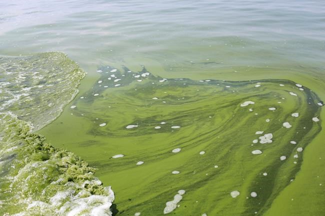 Ohio concentrates effort to reduce harmful Lake Erie algae | iNFOnews.ca Ohio concentrates effort to reduce harmful Lake Erie algae | iNFOnews.ca