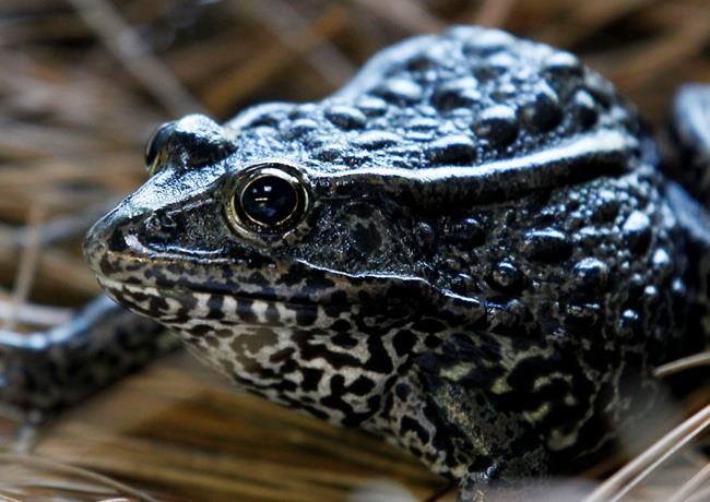 Environmental group ends suit over land for endangered frog | iNFOnews.ca