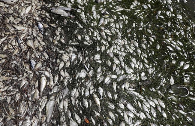 Florida red tide: Wildlife advocate stunned by toll on fish | iNFOnews.ca