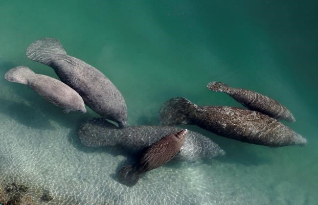 Manatee deaths in Florida drop to 606 in 2019 | iNFOnews.ca Manatee deaths in Florida drop to 606 in 2019 | iNFOnews.ca
