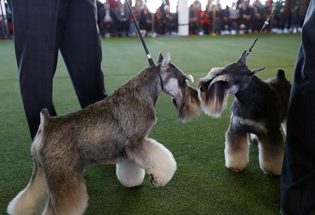 Westminster show dogs have some unusual food faves | iNFOnews.ca