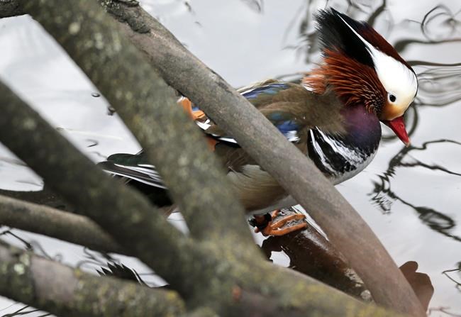 Quackarazzi: Mandarin duck holds NYC in its spell | iNFOnews.ca