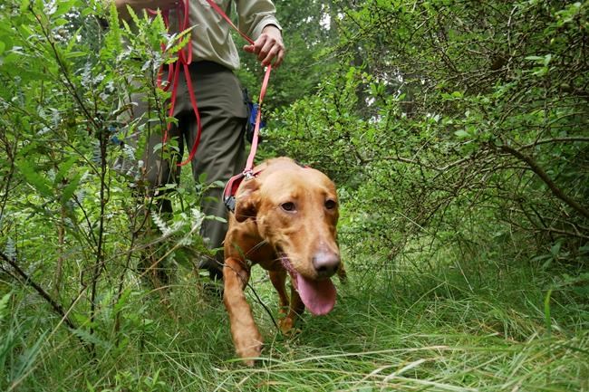 Wags and weeds: Invasive plants meet match in detection dogs | iNFOnews.ca Wags and weeds: Invasive plants meet match in detection dogs | iNFOnews.ca