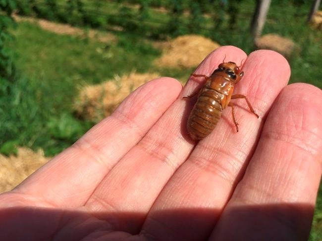 Rare sightings of big bug draw fans from around the world | iNFOnews.ca CP1962917653