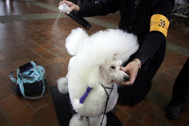 The Latest: A schipperke wins Westminster nonsporting group | iNFOnews.ca