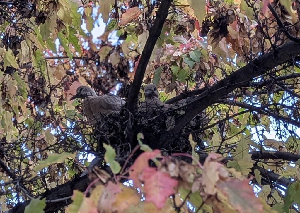 iN PHOTOS: Birds in Thompson-Okanagan show off their engineering skills | iNFOnews.ca iN PHOTOS: Birds in Thompson-Okanagan show off their engineering skills | iNFOnews.ca