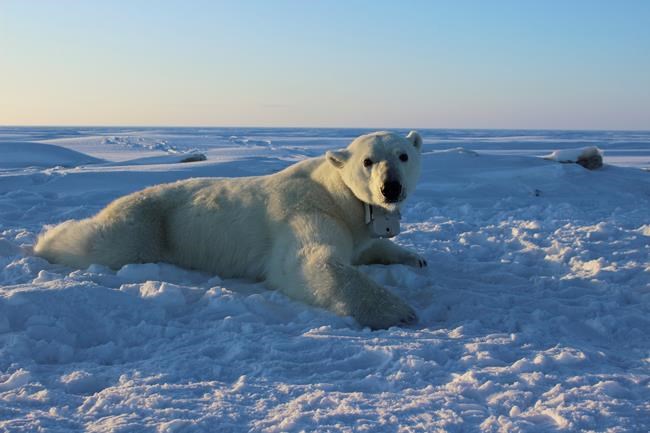 Tiny Alaska village experiences boom in polar bear tourism | iNFOnews.ca