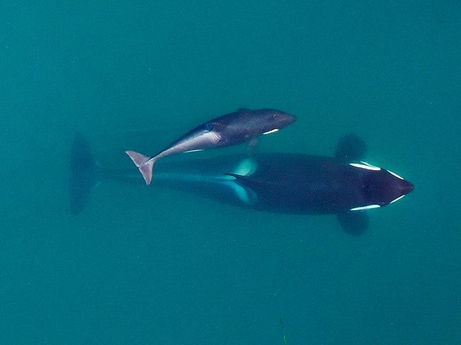 Biologists consider options to save emaciated orca | iNFOnews.ca CP496490479
