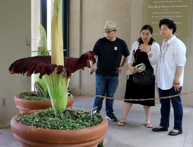 Stinky 'corpse flower' in full bloom in California | iNFOnews.ca Stinky 'corpse flower' in full bloom in California | iNFOnews.ca