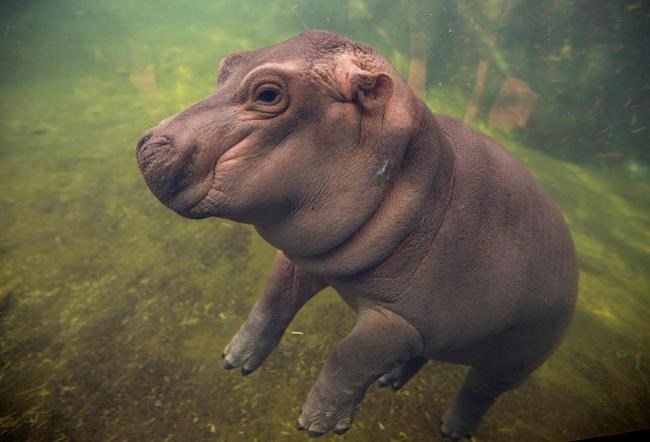 Cincinnati Zoo's premature hippo Fiona hits big milestone | iNFOnews.ca Cincinnati Zoo's premature hippo Fiona hits big milestone | iNFOnews.ca
