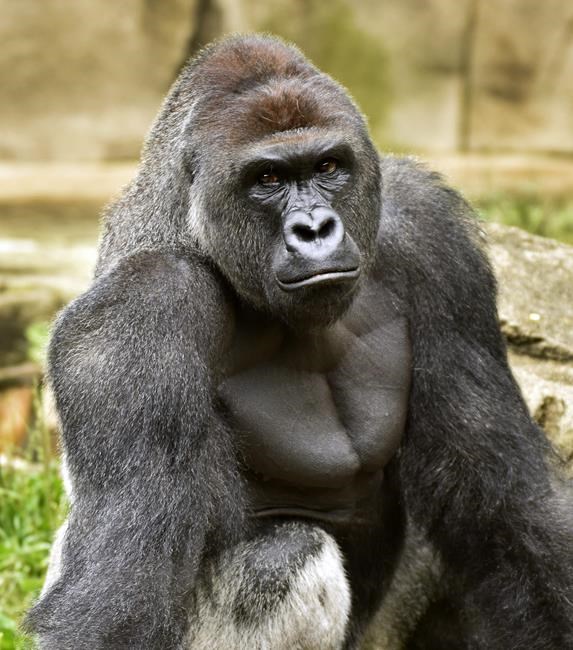 Zoo to re-open gorilla exhibit with higher barrier | iNFOnews.ca Zoo to re-open gorilla exhibit with higher barrier | iNFOnews.ca