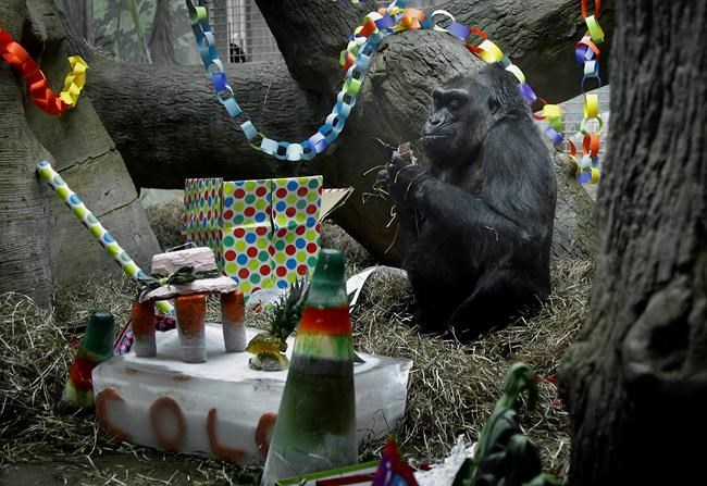 Oldest zoo gorilla set to have biopsy before 60th birthday | iNFOnews.ca CP864576891
