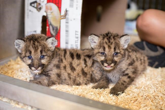 Toledo Zoo receives 3 orphaned cougar cubs from Washington | iNFOnews.ca Toledo Zoo receives 3 orphaned cougar cubs from Washington | iNFOnews.ca