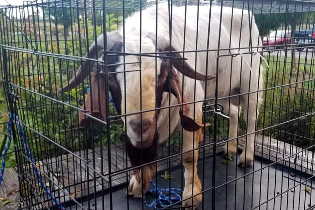 Goat rams through sliding glass door, naps inside bathroom | iNFOnews.ca Goat rams through sliding glass door, naps inside bathroom | iNFOnews.ca