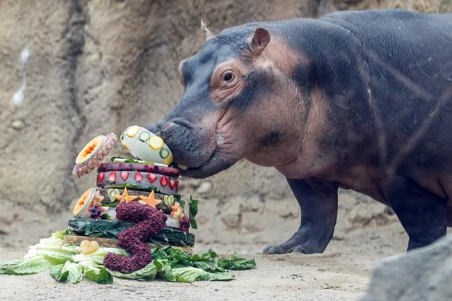 For hippo Fiona's 3rd birthday, zoo seeks aid for Australia | iNFOnews.ca For hippo Fiona's 3rd birthday, zoo seeks aid for Australia | iNFOnews.ca