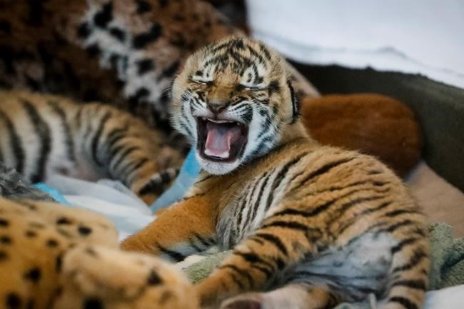 Zoo's tiger cub has neck problem, is treated by chiropractor | iNFOnews.ca