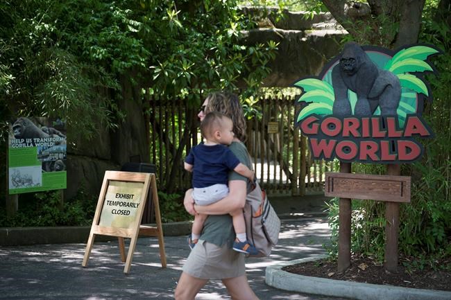 The Latest: Family of boy in gorilla exhibit says he's fine | iNFOnews.ca