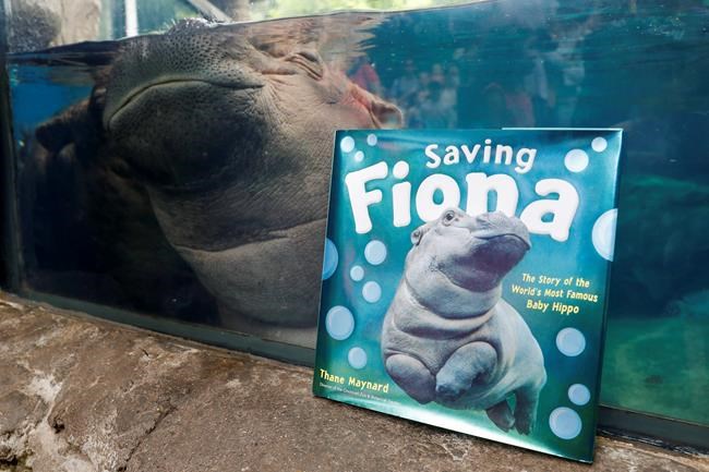 Professor Fiona? Famous baby hippo an educational force | iNFOnews.ca Professor Fiona? Famous baby hippo an educational force | iNFOnews.ca