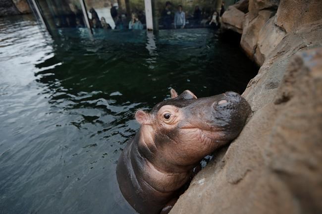 Hippo-y birthday to Fiona! The popular preemie is turning 1 | iNFOnews.ca Hippo-y birthday to Fiona! The popular preemie is turning 1 | iNFOnews.ca