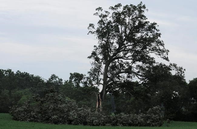 Oak tree in 'Shawshank Redemption' cut up, hauled away | iNFOnews.ca