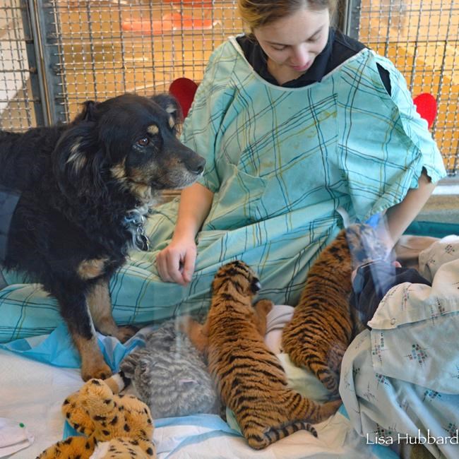 Dog takes over as tiger cubs' 'nanny' at Cincinnati Zoo | iNFOnews.ca