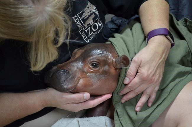Cincinnati Zoo says premature hippo calf shows progress | iNFOnews.ca