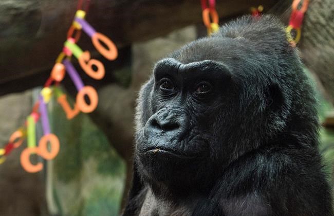 60-year-old gorilla, 1st to be born in a zoo, dies in Ohio | iNFOnews.ca