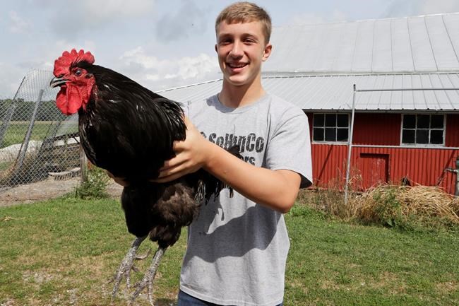 No payoff: Summer without fairs leaves farm kids heartbroken | iNFOnews.ca No payoff: Summer without fairs leaves farm kids heartbroken | iNFOnews.ca