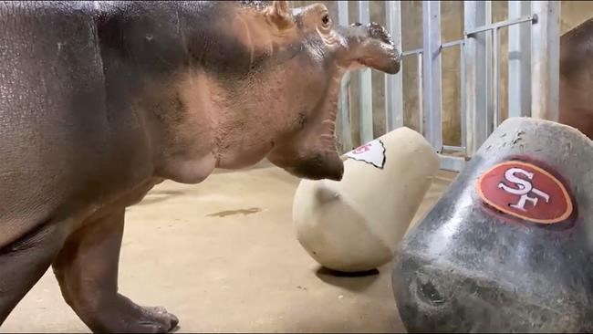 Hippo Fiona makes a mess of her Super Bowl pick | iNFOnews.ca