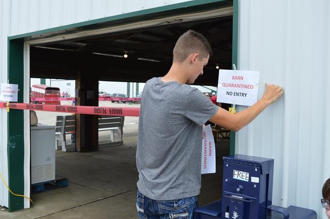 Ohio county fair hogs to be destroyed after swine flu found | iNFOnews.ca CP581737926