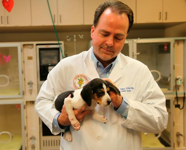 Oklahoma: Milo the puppy with wrong-way paws improving | iNFOnews.ca