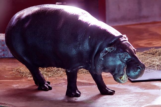 'I Want a Hippopotamus For Christmas' wish granted, again | iNFOnews.ca