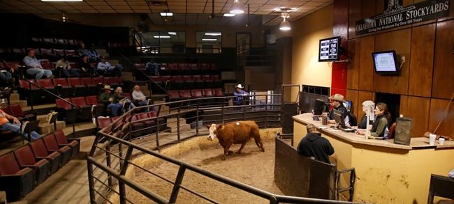Drought, wildfires force ranchers to scramble for feed | iNFOnews.ca Drought, wildfires force ranchers to scramble for feed | iNFOnews.ca