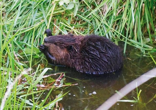 Feds to pause killing of beavers after threat of lawsuit | iNFOnews.ca