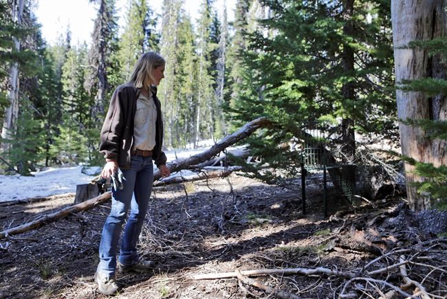 On the hunt in Oregon for a rare Sierra Nevada red fox | iNFOnews.ca