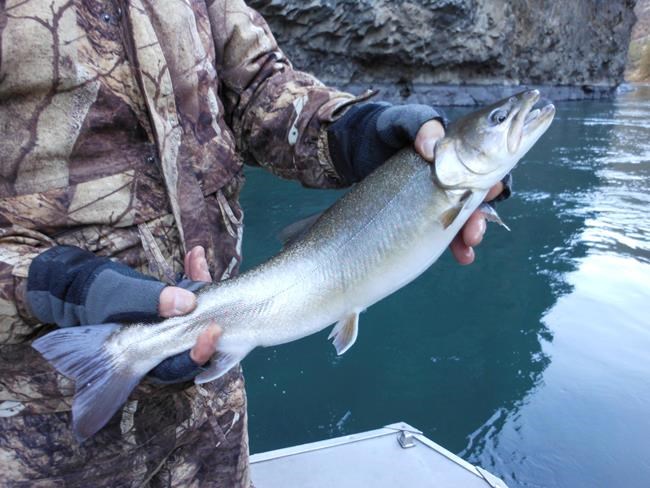 Oregon ranchers, feds defeat 2003 bull trout lawsuit | iNFOnews.ca Oregon ranchers, feds defeat 2003 bull trout lawsuit | iNFOnews.ca