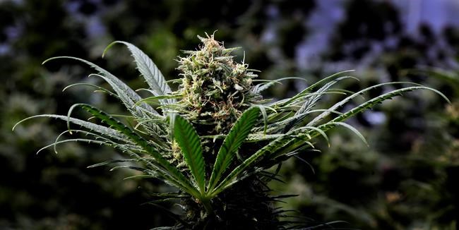 7 mayors want pot removed from federal list of illegal drugs | iNFOnews.ca 7 mayors want pot removed from federal list of illegal drugs | iNFOnews.ca